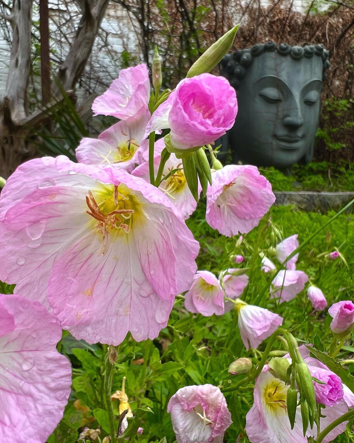 Today we are appreciating our first blooms of the season to celebrate the first day of Spring🌸 1102 is filling up with evening primrose, roses, dianthus, yarrow, canna lilies, bluebonnets, and lyreleaf sage to name a few&hellip;! We can&rsquo;t wait
