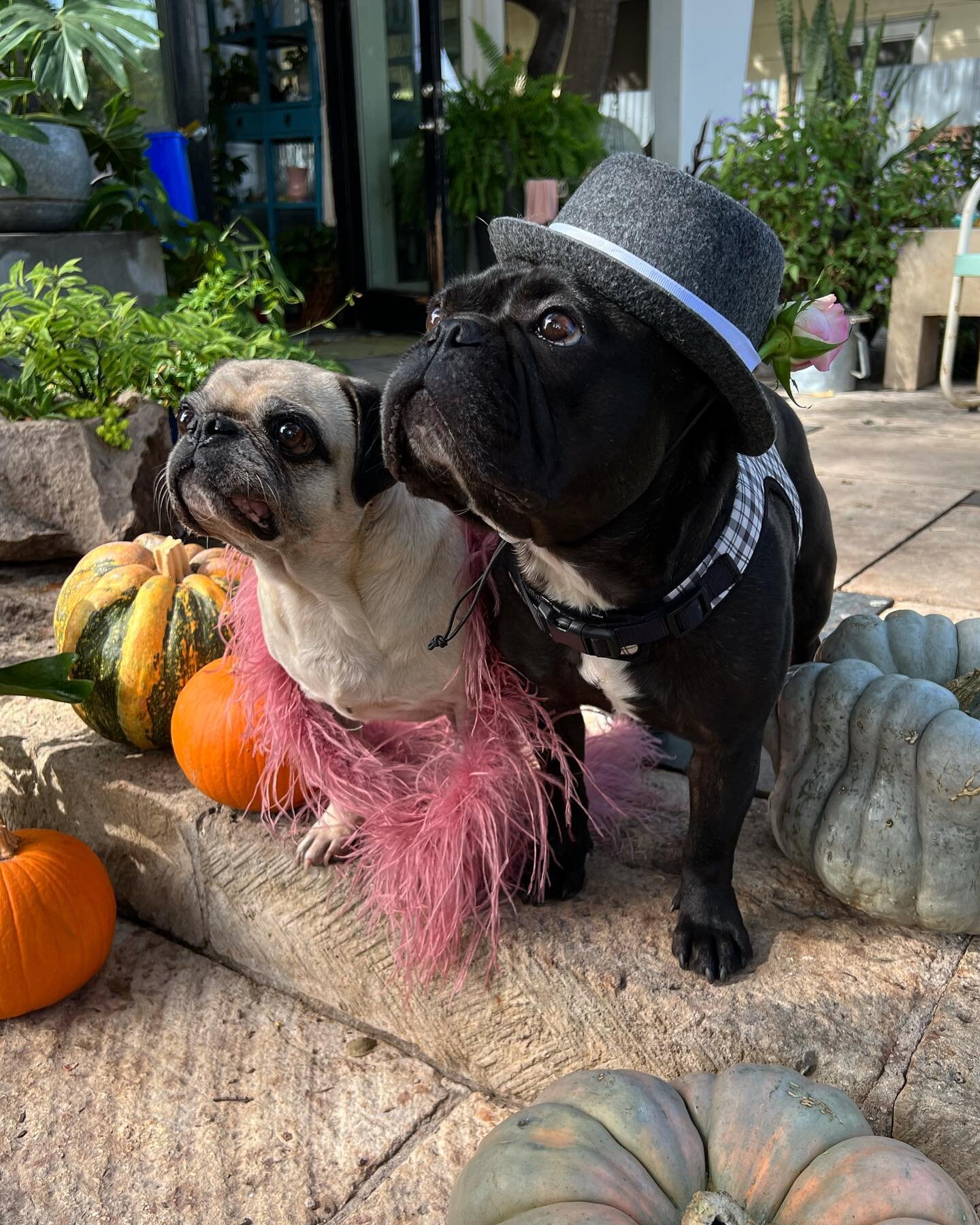 Louis and Apple are dressed in their finest garments to wish y&rsquo;all a very happy Halloween from @1102east 🎃🌷🐶🎩🐾🍁🍂 
#dirtygardner #louisinaustin #1102east #bigredsun #centerpeace #austineventspace #halloween #dressedtoimpress #frenchielov