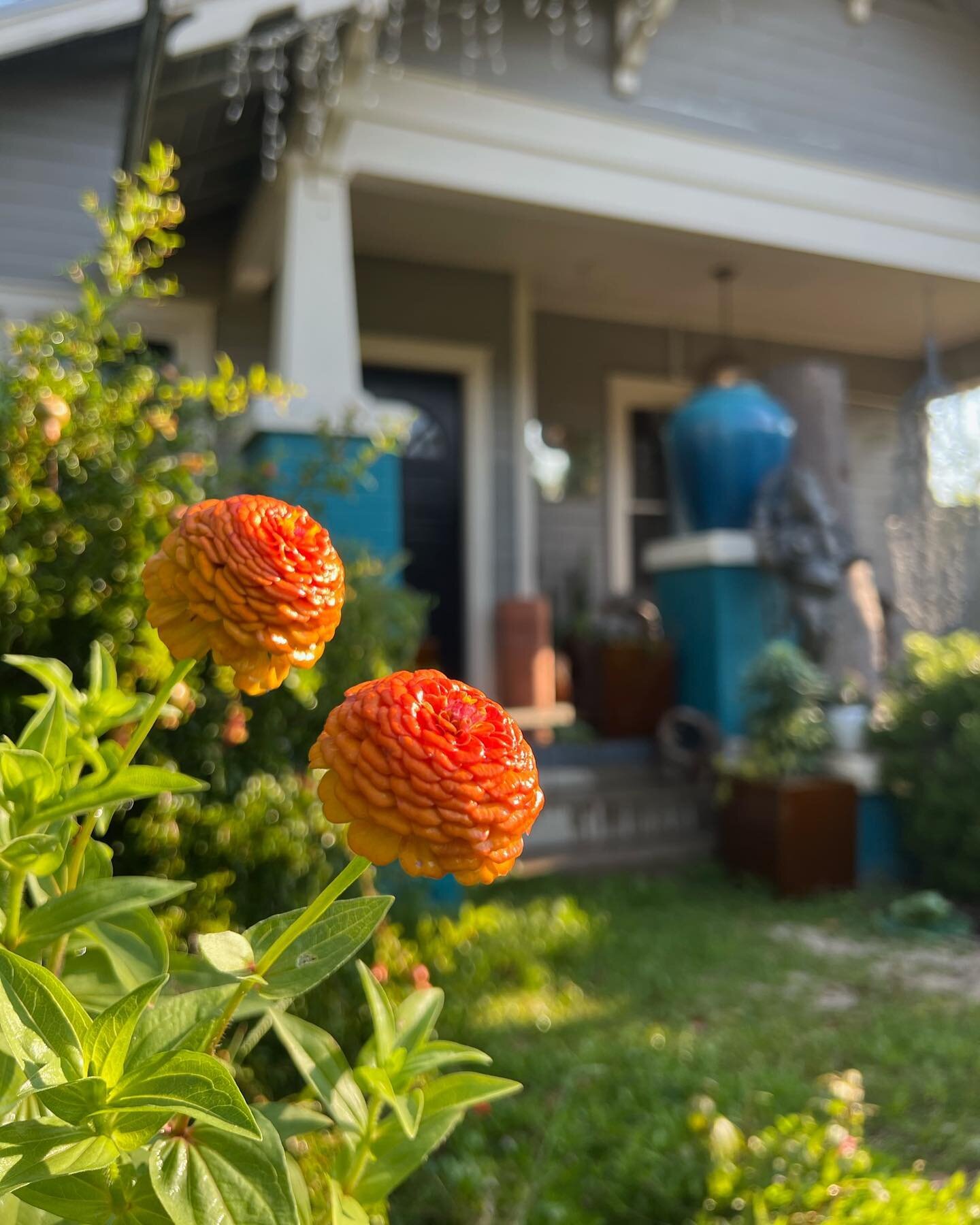 Grateful for the flavorful autumn color pallet Mother Nature is providing at 1102 🍁