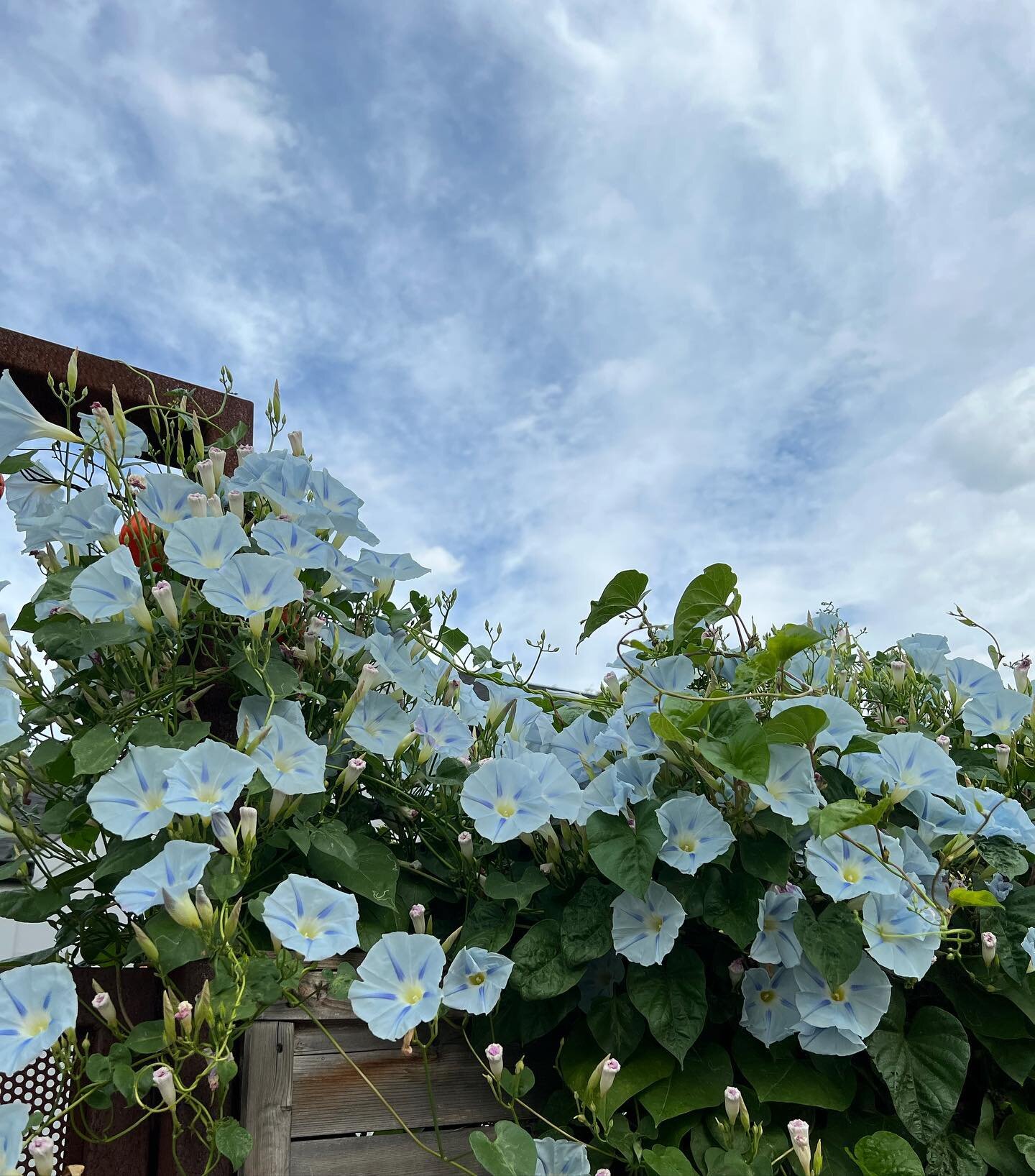 We are falling for the autumn moods &amp; blue morning glory blooms🦋