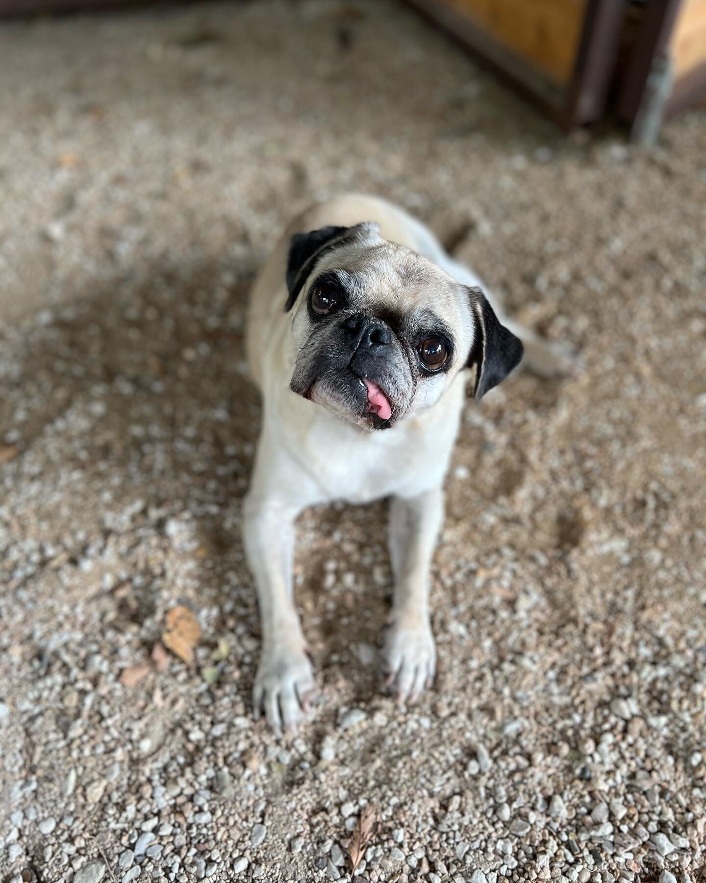 Oh hey&hellip;. It&rsquo;s pug day! Let&rsquo;s go out and play!! 🐾🐾 Happy #nationalpugday to our puggalicious girl, Apple!🐶🍎🎉💕❤️
#nationalpugday #puglife #pug #puglove  #pugday #pugsofaustin #pugsofatx